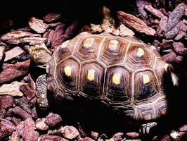 動物園我來了:IMG_8313